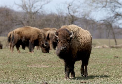 Onondaga Nation Buffalo Caretakers - syracuse.com