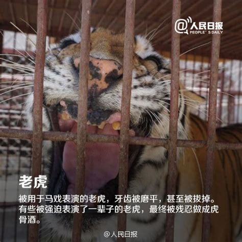 党报倡议拒绝动物表演：别让它们再受伤害-搜狐新闻