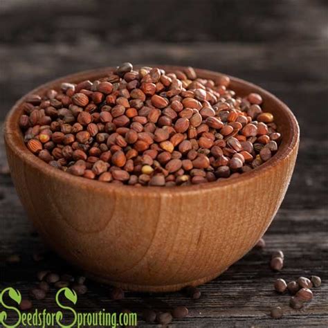 Image result for Radish Seeds Sprouting