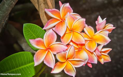 20 Mexican Flowers Native to Mexico and Totally Magnificient - HomeTempus