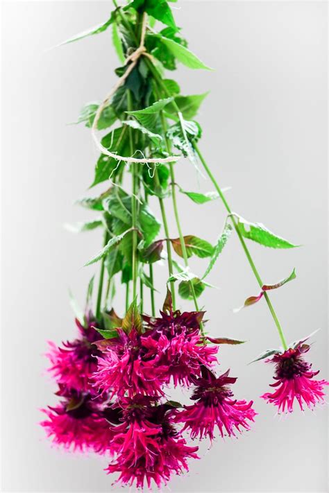 How to Make Bee Balm Tea • The View from Great Island