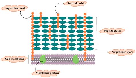 Resistance of Gram-Positive Bacteria to Current Antibacterial Agents ...