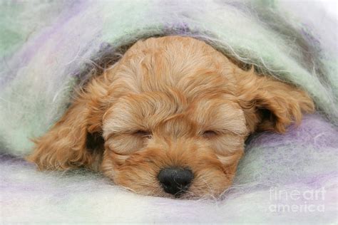 Image result for Golden Cockapoo