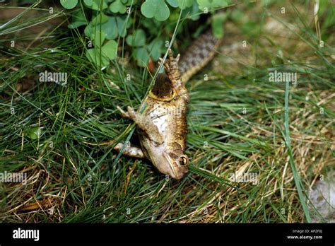 Image result for Snake Eating a Toad