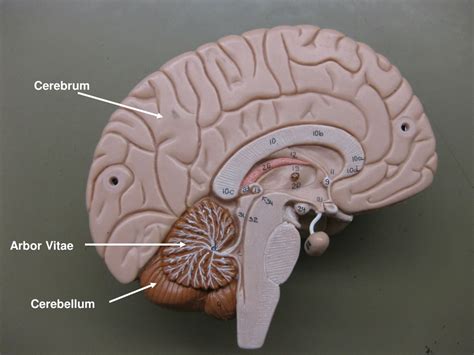 PPT - Neuron Model PowerPoint Presentation, free download - ID:333677