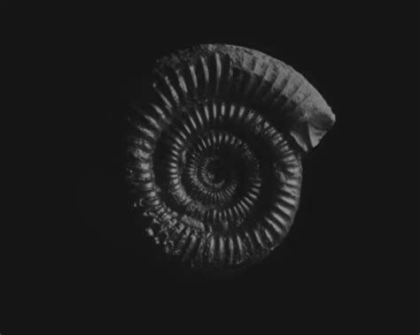 कोकून kəˈko͞on – kokūn