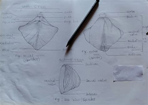 Identification Of Brachiopoda.