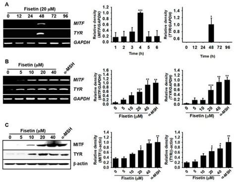 RETRACTED: GSK-3β-Targeting Fisetin Promotes Melanogenesis in B16F10 ...