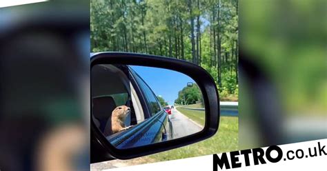 Image result for Domesticated Prairie Dogs