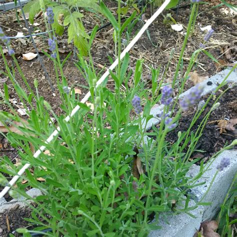 The Best Edible Flowers for a Vegetable Garden