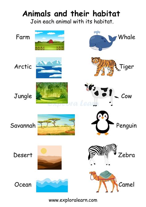 Animal Homes
