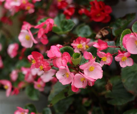 How to grow begonias in pots: 5 expert tips | Homes and Gardens