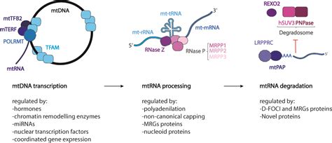 Transcription, Processing, and Decay of Mitochondrial RNA in Health and ...