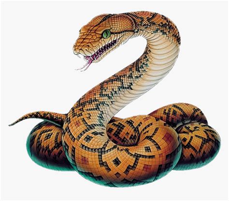 Image result for Python Snake Drawing
