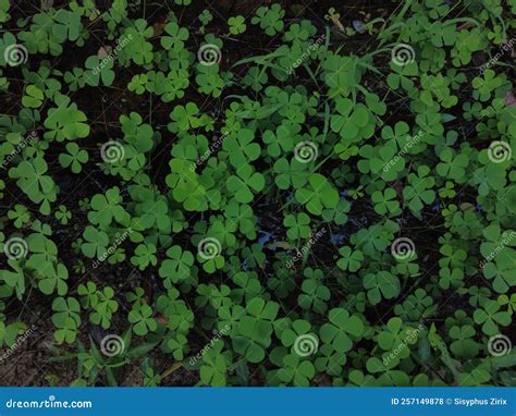 Four-leaf Clover Plants, Green Leafy Background Stock Photo - Image of ...