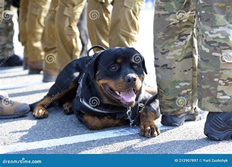Rottweiler Police Dog In Action K9 Total Action Solid Rottweiler