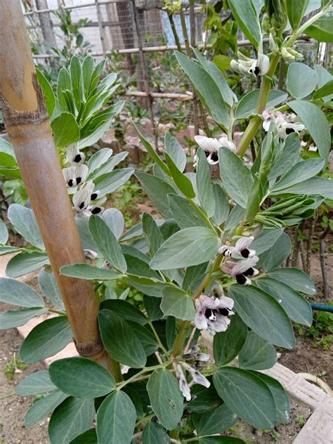 Nitrogen Fixation of Broad Beans