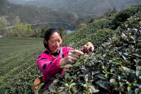 湖北保康：茶农采茶忙-人民图片网