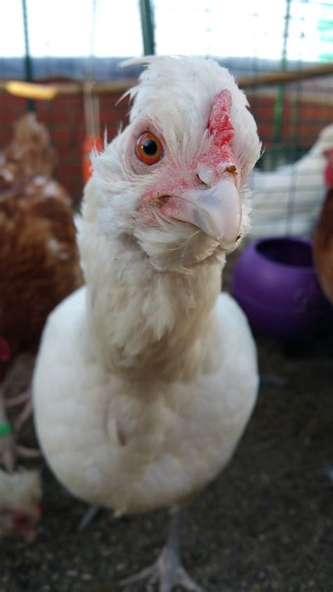 Hybrid For Sale | Chickens | Breed Information | Omlet