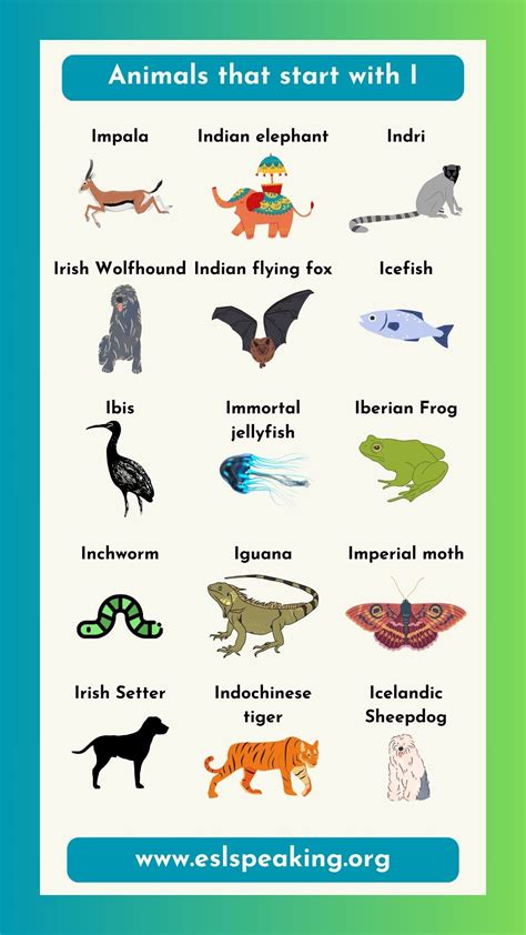 Animals that Start with the Letter I (Pictures and Interesting Facts)