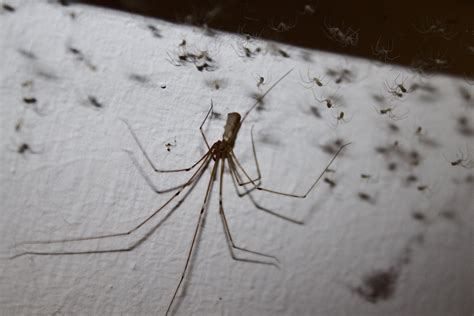 Are cellar spiders harmful? - Spider Pedia