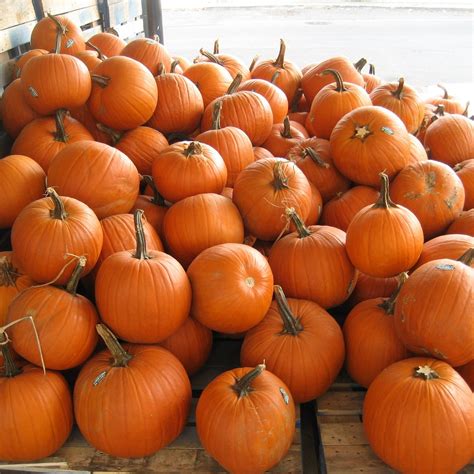 HEAVENLY HILL FARM (2026) All You Need to Know BEFORE You Go (with ...