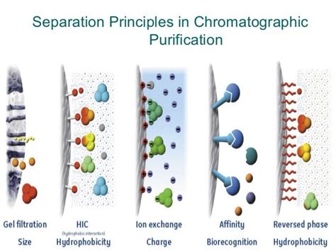 Image result for Basic Principles of Protein Purification