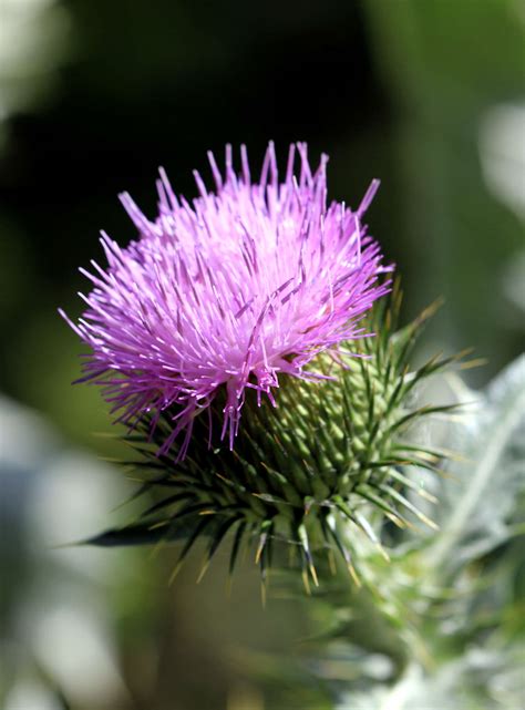 Gardening 101: Thistle - Gardenista