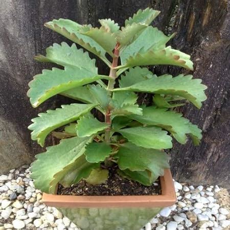 Trendygreens Live Ranapala Plant / Kidney Stone Live Plant / Air Plant ...