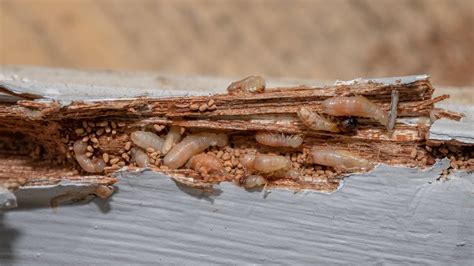 Florida's Most Common Termites (And Where They Love to Hide) - Drive ...