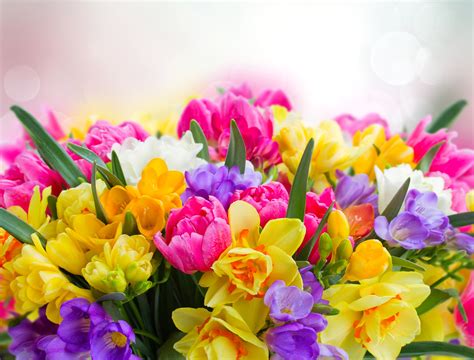 関連する画像の詳細をご覧ください。freesia and daffodil flowers border | multicolored freesia a… | Flickr