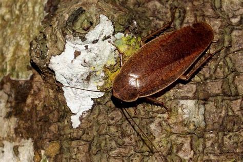 Image result for Tree Cockroach