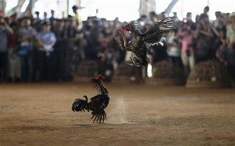 Madhya Pradesh court to decide fate of two roosters hell-bent on ...