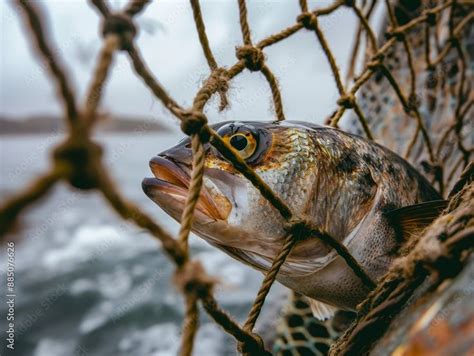 Image result for Finding Nemo Fish Net