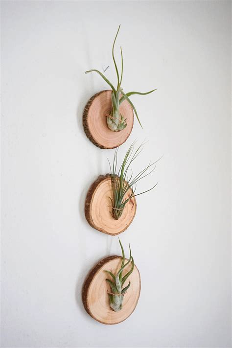 Air Plant Display Ideas 的图像结果