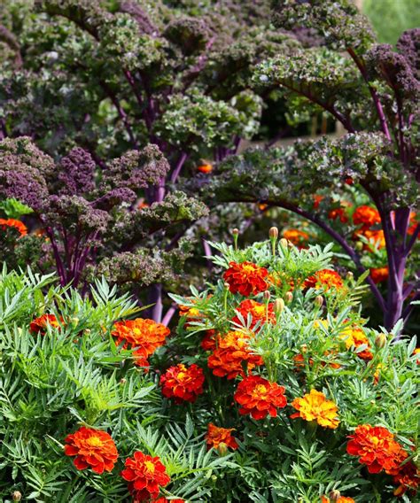 Pepper companion planting: best plants to grow with peppers | Homes and ...