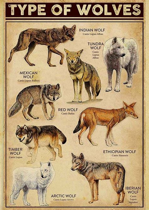 Image result for Types of Wolves