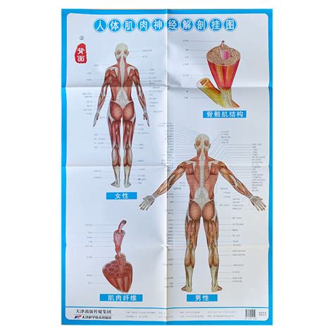 《团购：针灸经穴实用宝典+人体肌肉神经解剖标准挂图(共3张)》 - 淘书团