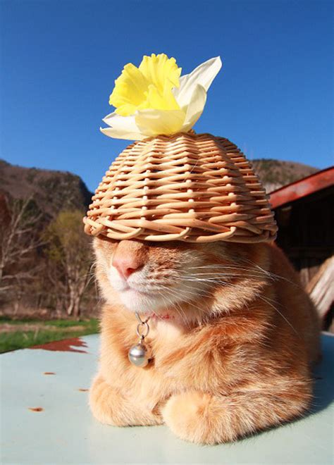 Image result for Python Attack Cat