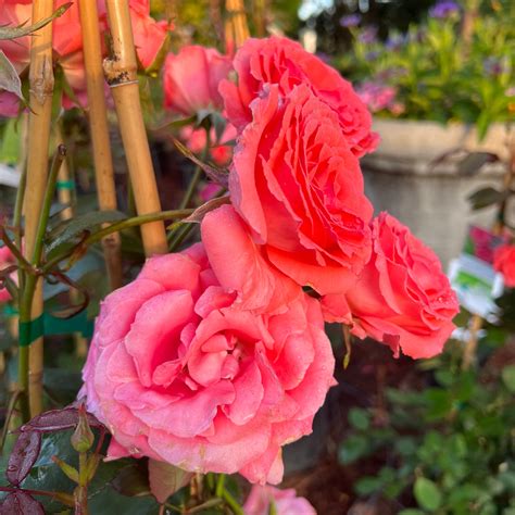 America Climbing Rose 5 Gal – Lichtenfelt's