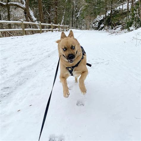 Siberian Husky Akita Mix: The Ultimate Huskita Guide