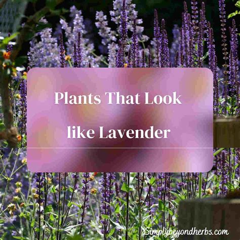 Lavender Plants That Look Like Lavender 'Twin Summer' (Butterfly