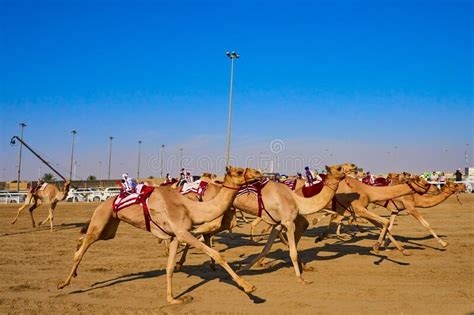 骆驼,卡塔尔,要塞,阿拉巴马州,沙子,贝多因人,东亚,旅行者,野外动物,干的摄影素材,汇图网www.huitu.com