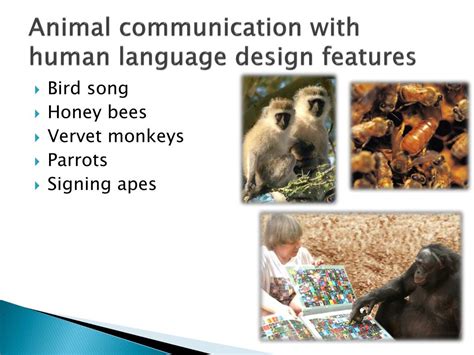 JavaScript Language Animal 的图像结果