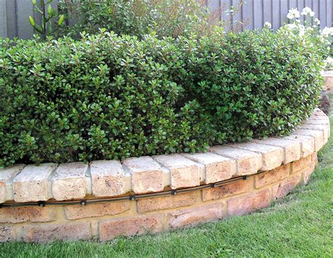 Fire Resistant & Fire Tolerant Plants – Sabrina Hahn – Hort with Heart