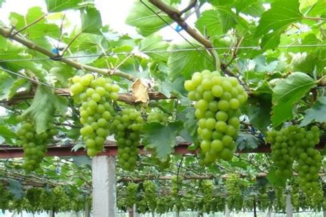 葡萄种植温室,葡萄种植大棚,葡萄种植区_大山谷图库
