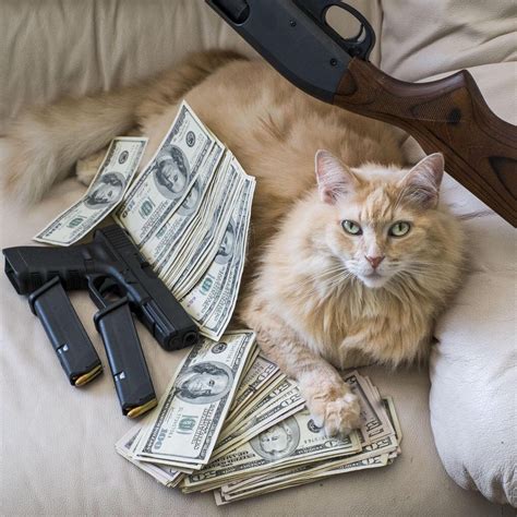 Cats With Guns And Money