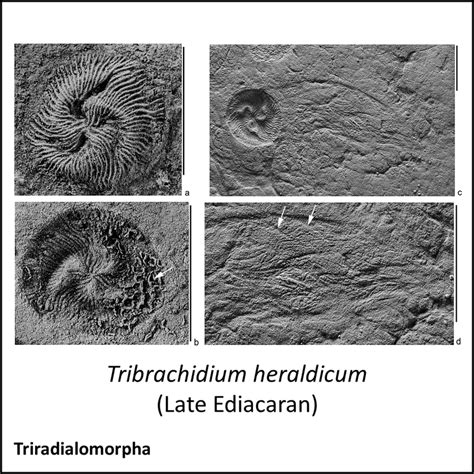 Evolution of Animals 的图像结果