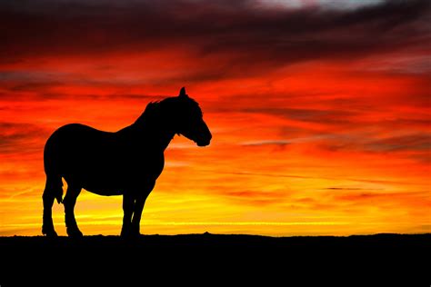 Horse And Sunset Silhouette Free Stock Photo - Public Domain Pictures