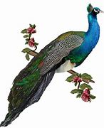 Image result for Peacock Wallpapers for Desktop
